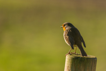 Robin red breast bird sitting on a fence post in the morning sun