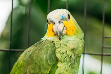 Orange-winged Amazon Or Amazona Amazonica, Also Known Locally As