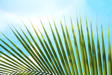 coconut leaf with blue sky background
