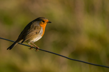 Robin red breast isolated sitting on a wire in countryside