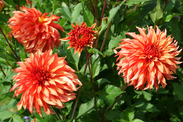 Dahlia Hapet Stellar