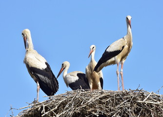 family of white storks in village Biskupice in Czech republic,first flight,