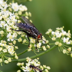 fly camaria sarcophaga