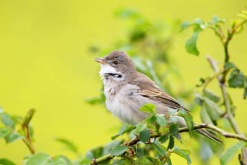 The common whitethroat (Sylvia communis) on the bush on yellow background.