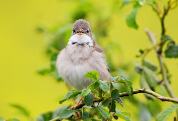 The common whitethroat (Sylvia communis) on the bush on yellow background.