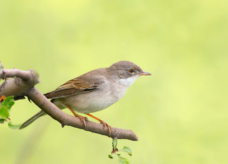 The common whitethroat (Sylvia communis) on the branch on nice background.