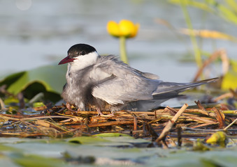 The female of the whyskered terns warms the chicks under the wings.