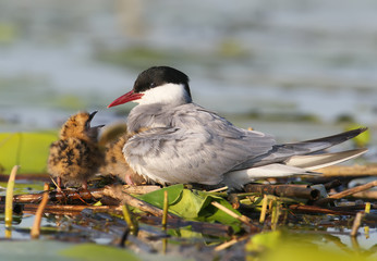 The female of the whyskered terns with chick