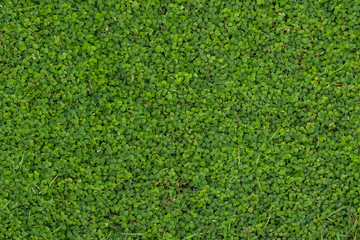 Fototapeta premium leaf green pattern