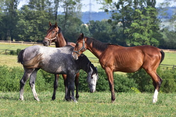 purebred horses on pasture