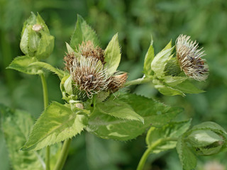 Kohl-Kratzdistel, Cirsium oleraceum