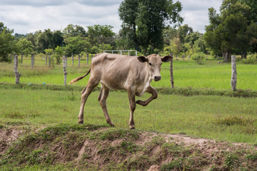 cow
