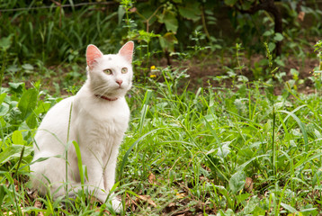 white cat standing in the grass