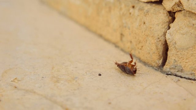 Cinemagraph of female desert sand cockroach aka Arenivaga africana on its back