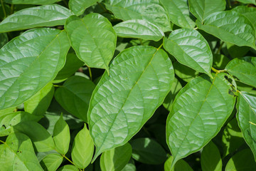 Fototapeta na wymiar leaf 