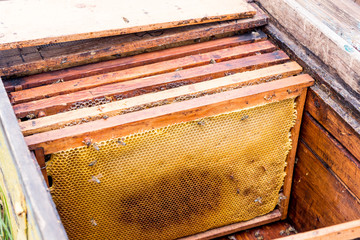 Installation of frames with honeycombs in the hive. Work beekeeper. Healing product of beekeeping. May, flower honey.