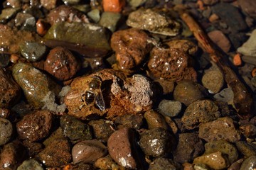 Bee on a water puddle with small stones