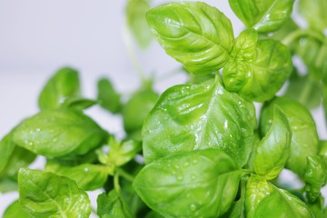 Basil on white background