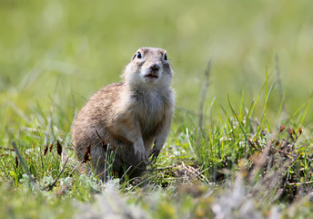 Spermophilus on the grass close up portrait