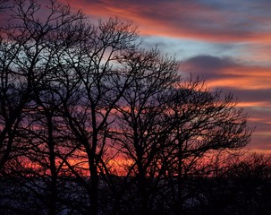 Silhouettes of trees at dawn with colorful cloudy sky background