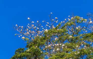 Paineira e céu azul.