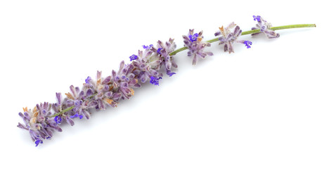 lavender isolated on a white background