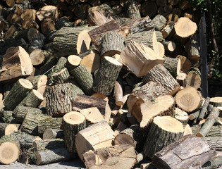 pile of natural wooden logs