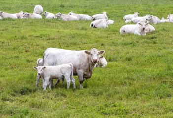 White cattle outdoors in the field.