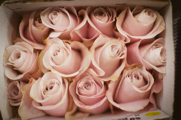 Dozen of pink roses