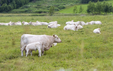 Fototapeta premium White cattle outdoors in the field.