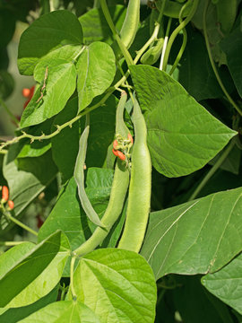 Feuerbohnen, Phaseolus coccineus, Prunkbohnen