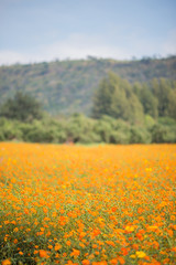 Obraz premium flower field