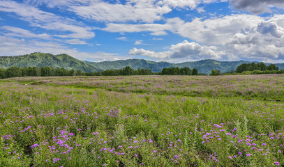 Obraz premium Picturesque mountain flowering meadow - colorful summer landscape