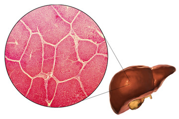 Liver isolated on white background and liver tissue under microscope, 3D illustration and micrograph