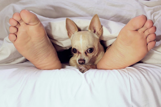 perro en la cama