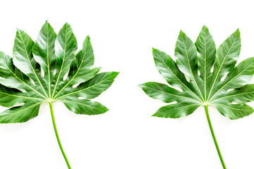 Pattern of exotic plant's leafs on white background top view copyspace