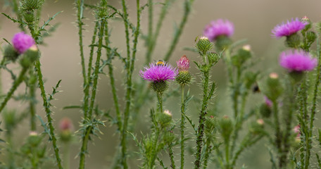 Wild flowers with insects on a beautiful natural background