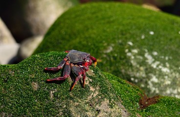 Red crab on a rock with green algae