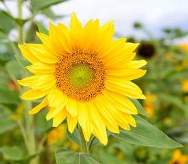 Obraz premium Sunflower