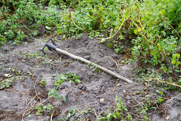 Hoe , left lying in a garden