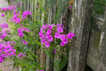 Flowers growing by a fence in a garden