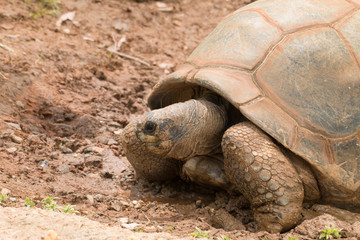 giant turtle
