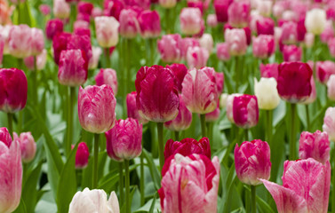 Red and white tulips