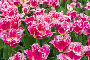 Tulips of the Joint Division species.