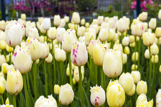 Tulips of the Carrousel species