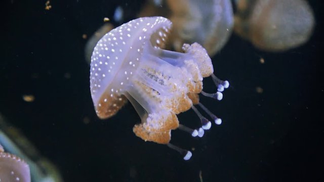 Beautiful colorful jellyfish in macro closeup shot swimming in aquarium with black background, smooth steady tracking camera shot, underwater wildlife natural beauty.