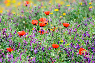 Flower field