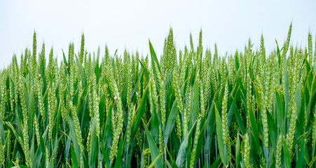 Green wheat field