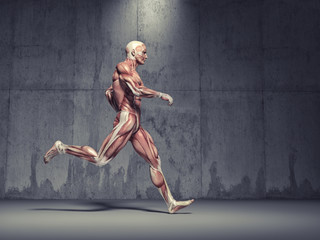 Obraz na płótnie Canvas The muscular system