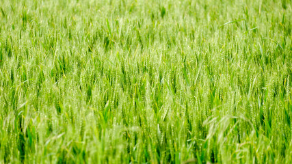 Green field